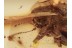 CHRYSOMELIDAE Huge Leaf Beetle in BALTIC AMBER 1301