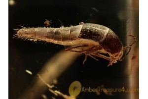 TACHYPORINAE Crab-like Rove Beetle in BALTIC AMBER 1302