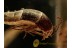 TACHYPORINAE Crab-like Rove Beetle in BALTIC AMBER 1302