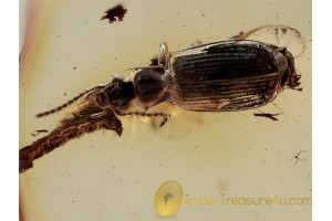 CARABIDAE LEBIINI Ground Beetle & Bark in BALTIC AMBER 1304