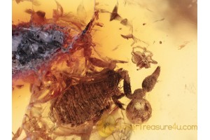 Pseudoscorpion & Melyrid Larvae in BALTIC AMBER 1309