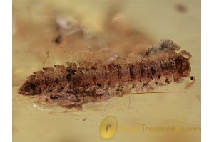 POLYDESMIDAE  FLAT MILLIPEDE & More in BALTIC AMBER 1322