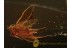 LEPIDOPTERA Well Preserved Tiny Moth in BALTIC AMBER 1320