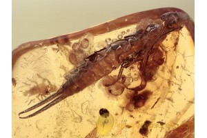 DERMAPTERA Huge EARWIG in BALTIC AMBER 1321