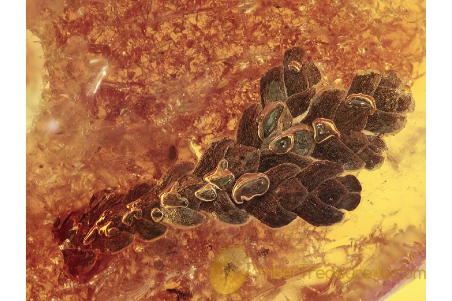 Superb Looking BRANCHED THUJA Twig in BALTIC AMBER 1328 Superb Looking BRANCHED THUJA Twig in BALTIC AMBER 1328