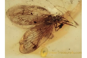 HEMEROBIIDAE Brown LACEWING in Genuine BALTIC AMBER 1329