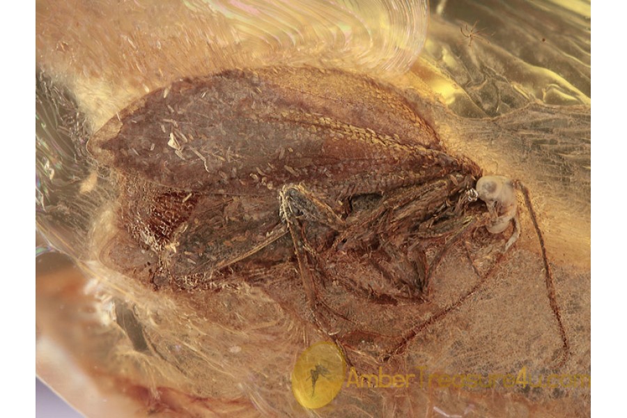 LEPIDOPTERA Moth Fossil Insect in BALTIC AMBER 1326 LEPIDOPTERA Moth Fossil Insect in BALTIC AMBER 1326