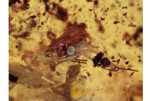 MICROPHEZIDAE Large Stilt-legged Fly in BALTIC AMBER 1330