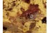 MICROPHEZIDAE Large Stilt-legged Fly in BALTIC AMBER 1330