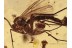 Mycetophilidae Synapha Huge FUNGUS GNAT  in BALTIC AMBER 1332