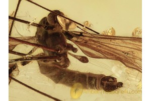 LIMONIIDAE Nice Crane Fly in BALTIC AMBER 1333