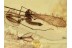 LIMONIIDAE Nice Crane Fly in BALTIC AMBER 1333