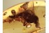 THEREVIDAE Stilleto Fly Inclusion in BALTIC AMBER 1335