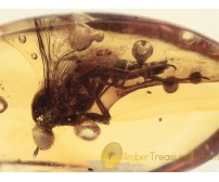 THEREVIDAE Stilleto Fly Inclusion in BALTIC AMBER 1335