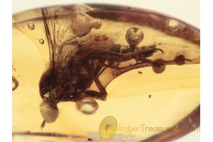 THEREVIDAE Stilleto Fly Inclusion in BALTIC AMBER 1335