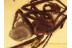 THERIDIIDAE Episinus Superb SPIDER in BALTIC AMBER 1338