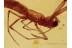 ULOBORIDAE Hackled Orb Weaver in BALTIC AMBER 1336