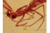 ULOBORIDAE Hackled Orb Weaver in BALTIC AMBER 1336