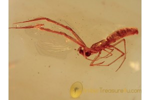 ULOBORIDAE Hackled Orb Weaver in BALTIC AMBER 1336