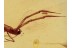 ULOBORIDAE Hackled Orb Weaver in BALTIC AMBER 1336