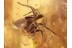 OECOBIIDAE Nice Disc Web SPIDER in BALTIC AMBER 1337