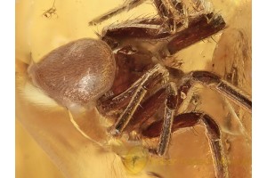 OECOBIIDAE Nice Disc Web SPIDER in BALTIC AMBER 1337