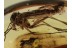 Huge FUNGUS GNAT Mycomyia Laying EGGS  in BALTIC AMBER 1339