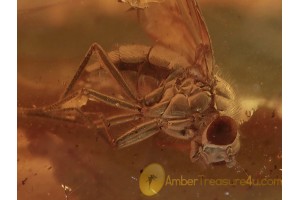 RHAGIONID Symphoromyia Rocky Mountain Bite Fly BALTIC AMBER 1340