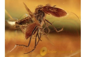 EMPIDID Rhamphomyia Dance Fly in BALTIC AMBER 1342