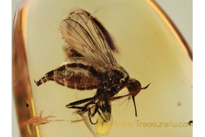 EMPIDIDAE Empis Dance Fly in BALTIC AMBER 1345