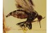 EMPIDIDAE Empis Dance Fly in BALTIC AMBER 1345