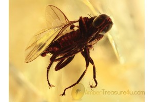 Superb Looking EMPIDID FLY in BALTIC AMBER 1344