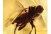Superb Looking EMPIDID FLY in BALTIC AMBER 1344