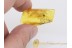 Superb Looking EMPIDID FLY in BALTIC AMBER 1344