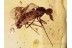 EMPIDID Brachystomatidae Fly in BALTIC AMBER 1341