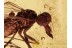 EMPIDID Brachystomatidae Fly in BALTIC AMBER 1341