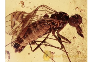 EMPIDID Brachystomatidae Fly in BALTIC AMBER 1341