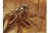 HYBOTIDAE Dance Fly Inclusion BALTIC AMBER 1346