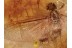 Spread Wings MAYFLY Ephemeroptera BALTIC AMBER 1355