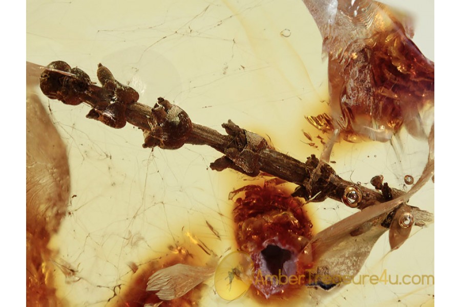 UNUSUAL Plant Twig w Fruits in BALTIC AMBER 1349