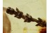 UNUSUAL Plant Twig w Fruits in BALTIC AMBER 1349