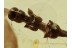 UNUSUAL Plant Twig w Fruits in BALTIC AMBER 1349