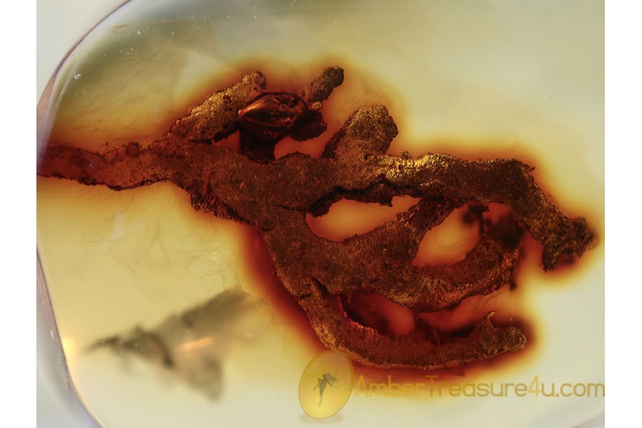 LICHEN Twig Inclusion in BALTIC AMBER 1353 LICHEN Twig Inclusion in BALTIC AMBER 1353