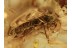 CLERIDAE Korynetinae Checkered Beetle in BALTIC AMBER 1362
