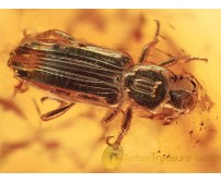 BOTHRIDERIDAE Great Dry Bark Beetle in BALTIC AMBER 1363