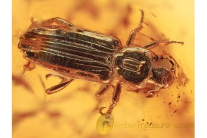 BOTHRIDERIDAE Great Dry Bark Beetle in BALTIC AMBER 1363