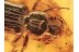BOTHRIDERIDAE Great Dry Bark Beetle in BALTIC AMBER 1363