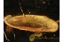 THROSCIDAE False Metallic Wood-boring Beetle in BALTIC AMBER 1360