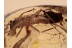 Plecoptera Giant 11mm body STONEFLY in BALTIC AMBER 1364