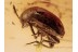 LEIODIDAE Huge Round Fungus BEETLE in BALTIC AMBER 1366